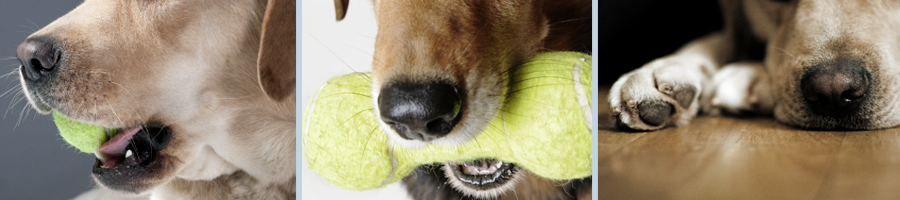 slider_image_dogdaycare