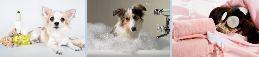 slider_image_doggrooming