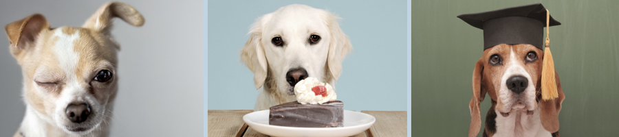 slider_image_dogtraining